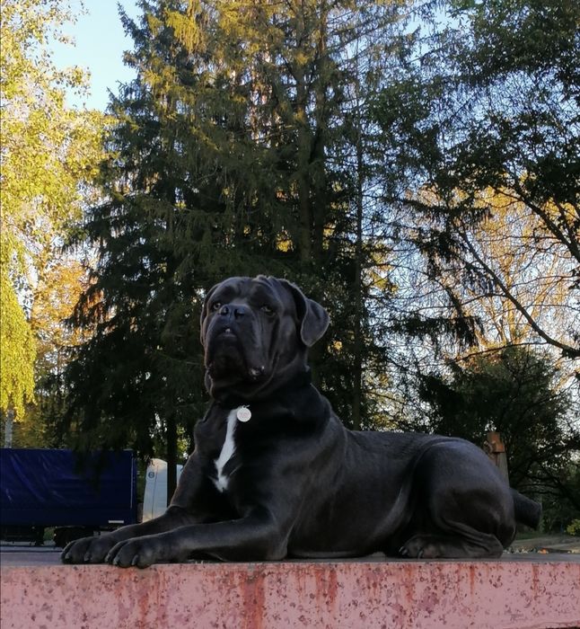В'язка Кане-корсо. Калуш