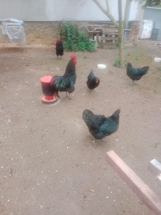 Koguty australorp