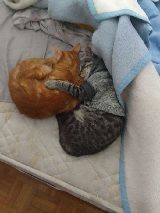 Estou a doar 3 gatos machos