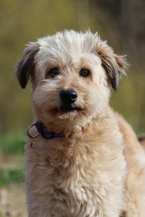 Do adopcji samiec 15kg