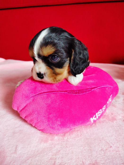 Przepiękna suczka tricolor Cavalier Kinga Charles Spaniel