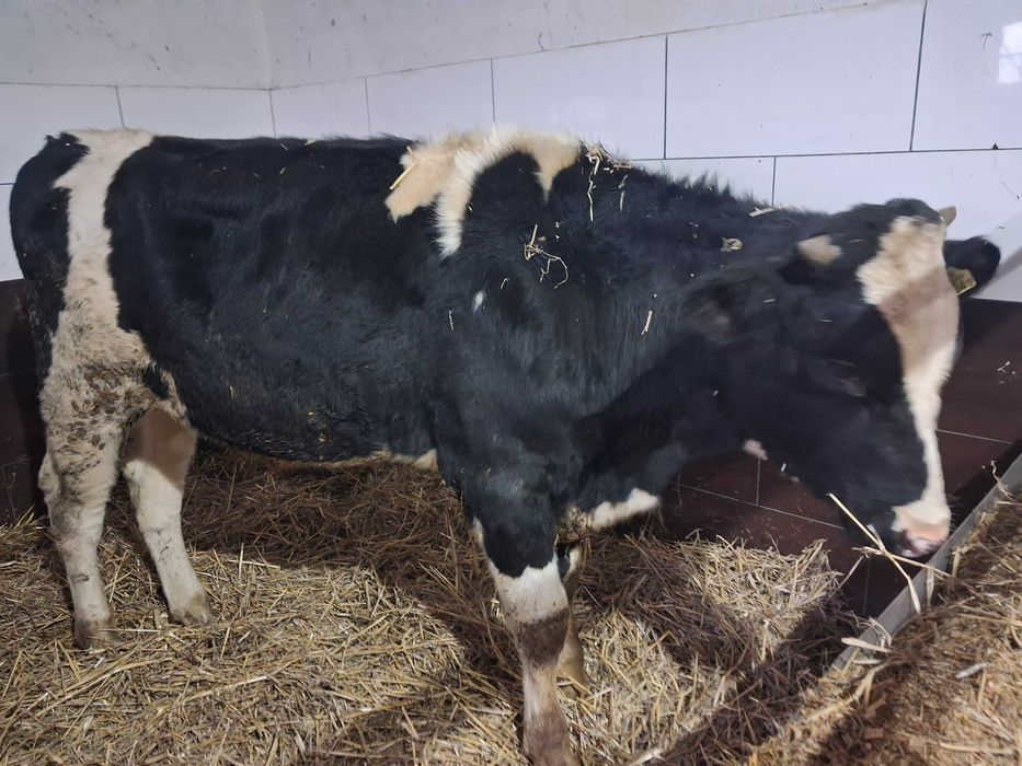 byczki opasy odsadki