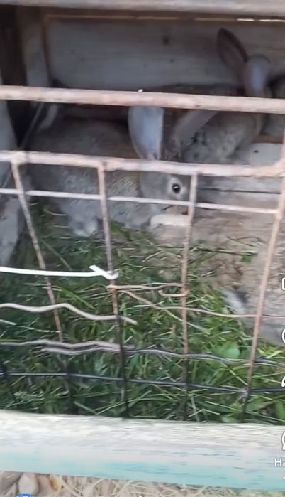 Кролі молодняк 1.5 міс.