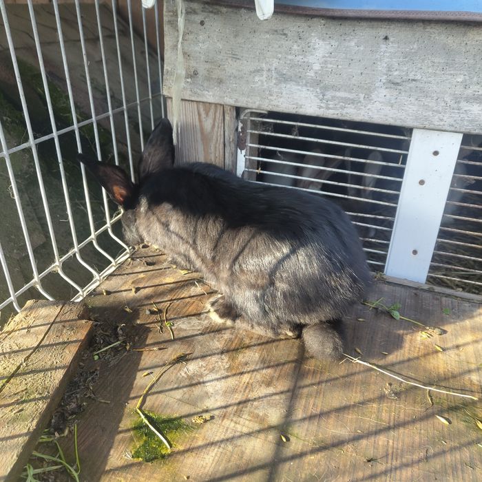 Sprzedam samce i samice Belg