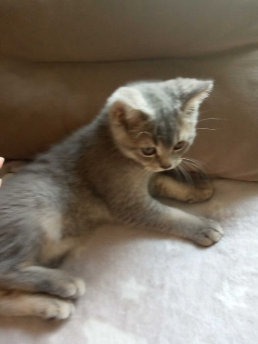 Котик британский голубого окраса