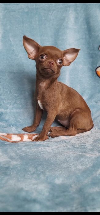 Дівчинка міні-міні розміру