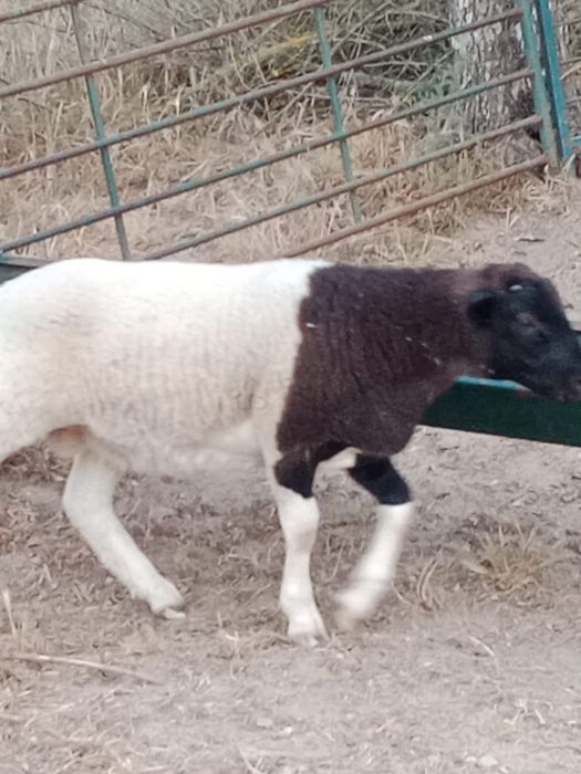 borrego macho cruzado Dorper