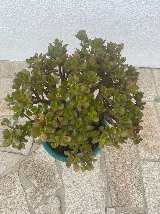 Jade para venda