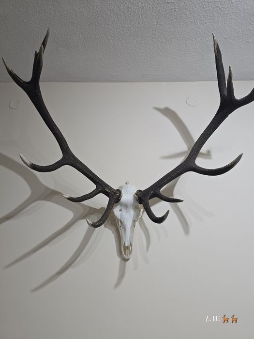 Wieniec zrzut zrzuty jelenia 9,30 kg