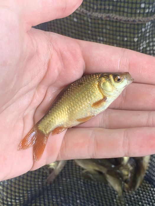 Karp karpie narybek do stawu ryby