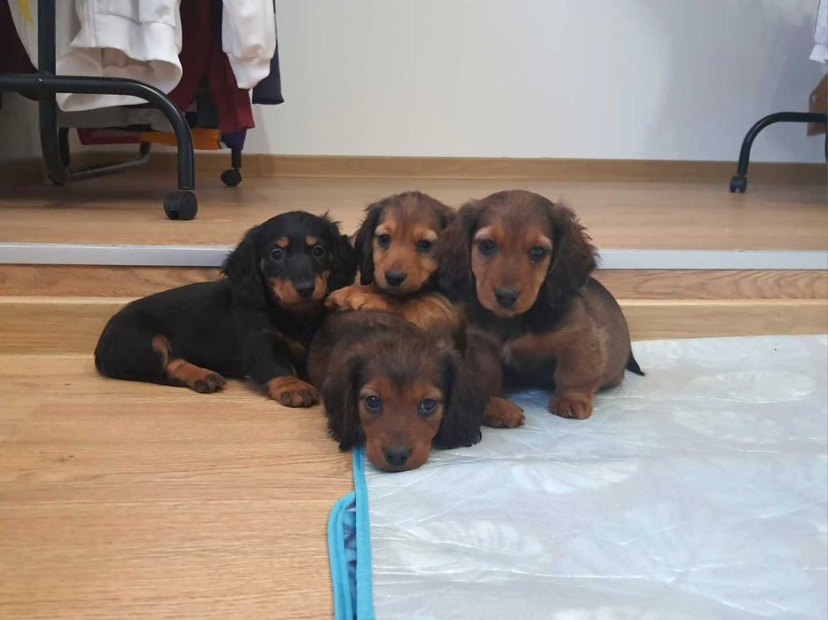 Jamnik długowłosy miniaturowy