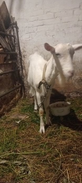 Продам хорошу козочку