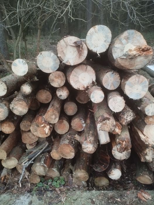 Drewno opałowe sosnowe