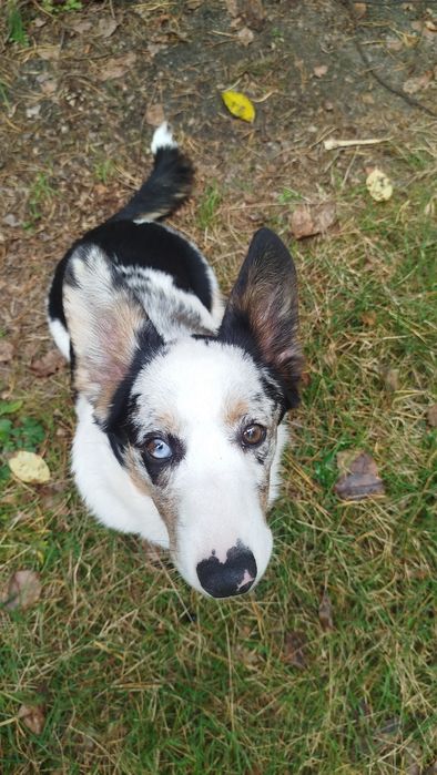 Welsh Corgi Cardigan FCI suczka Blue Merle
