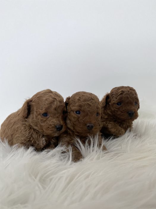 Продаються той-пудель  Івано-Франківськ