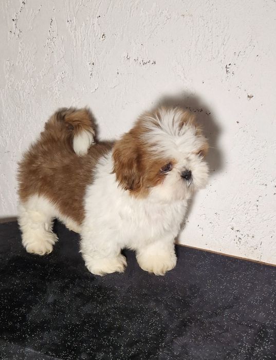 Sprzedam pieski Shihtzu