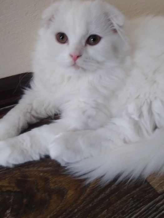 Чарівний біленький котик