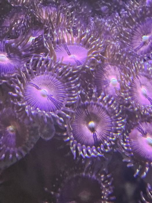 Zoanthus Purple bee 
Purple bee
listopada 2023
Purple beelistopada