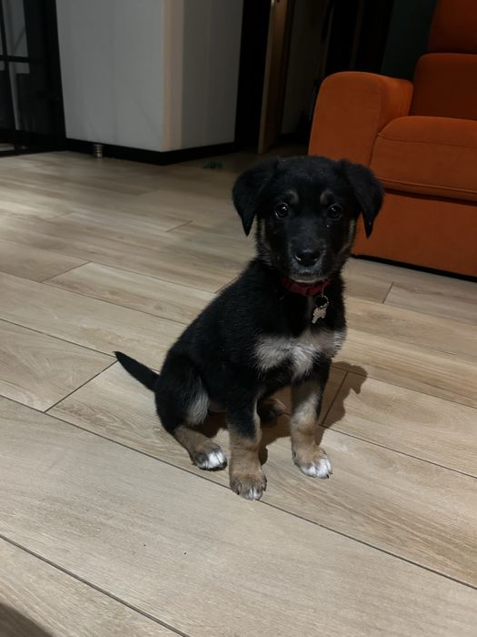 Oddam szczeniaka - urocza sunia