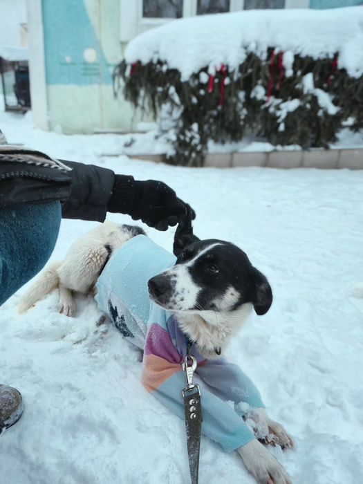 Собака Ніка, безкоштовно в добрі руки