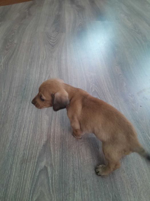 Цуценя такси шукає нову домівкку.