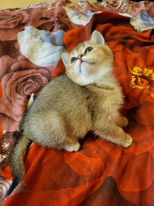 Гарна дівчинка золота шиншилла.