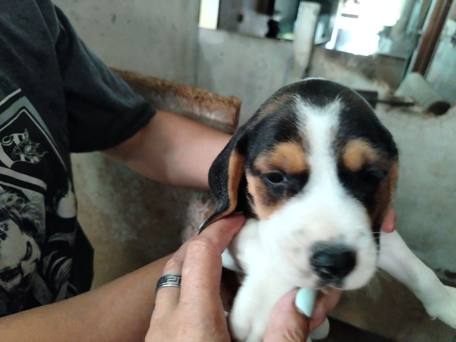 Lindíssimo menino Beagle