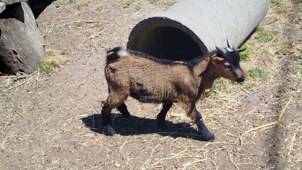 Cabrito anão castanho escuro