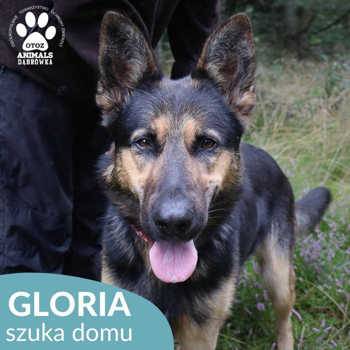 Gloria szuka domu !