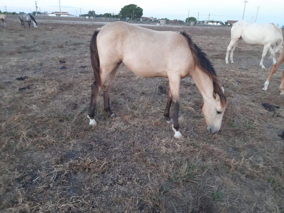 Egua baia ,preço negociável