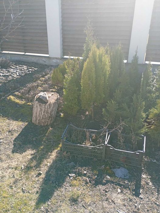 Продам саджанці туї,лаванда кипарис