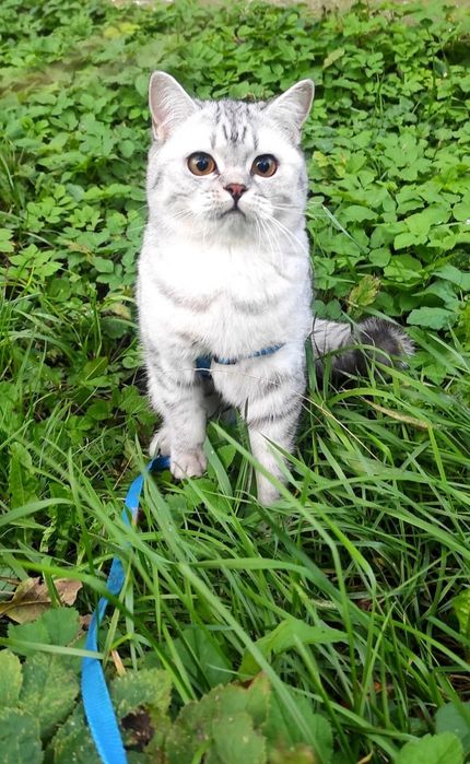 Красива кішка Срібна шиншила.