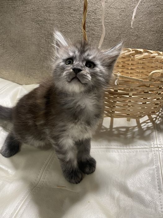Котики породи мейн кун