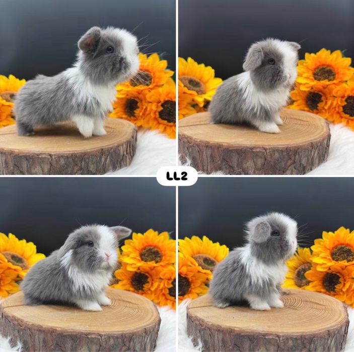 Króliki Mini Lop