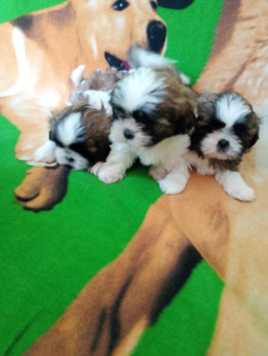 Szczeniaki shih tzu tricolor z rodowodem