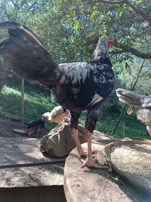 Galo de campo com 7 meses