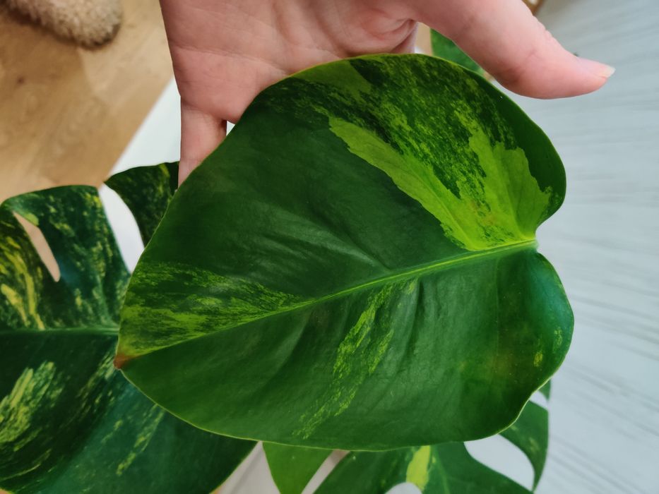 Monstera aurea grande