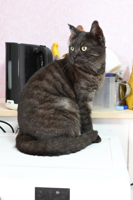 Котик Альф из приюта бесплатно