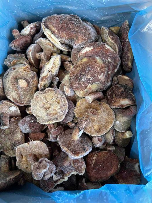 Шампіньйони. Гриб опята, маслюки маслята