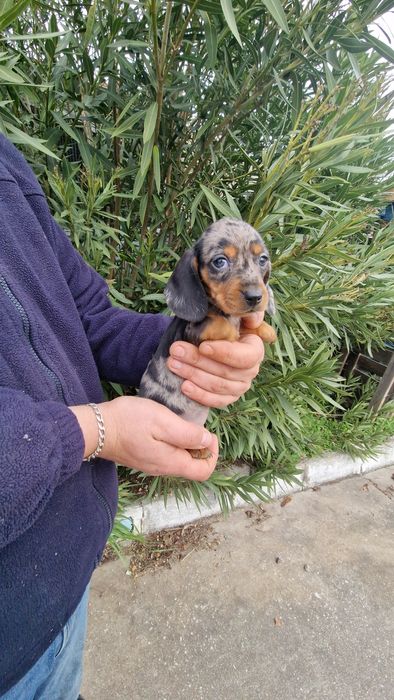Teckel Black Merle Fêmea