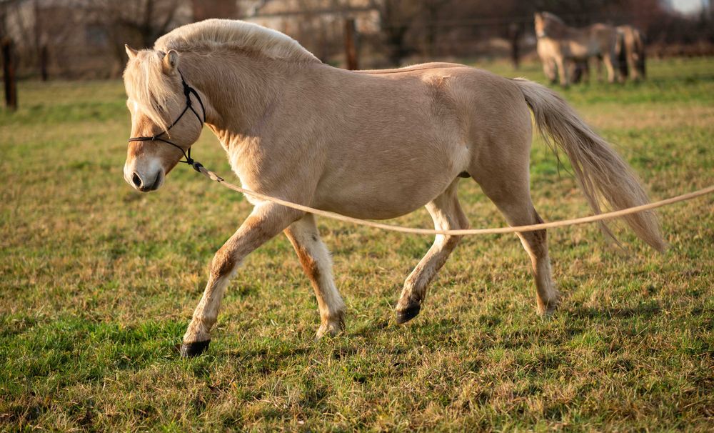 Stanówka ogierem Ardenofiordem