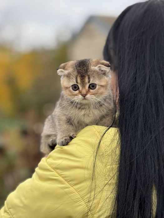Плюшева дівчинка Скотіш Фолд Золота Шиншила