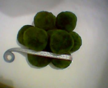 Кладофора шаровидна