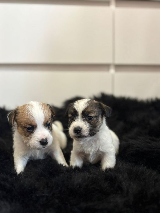 Jack Russell Terrier rezerwacja