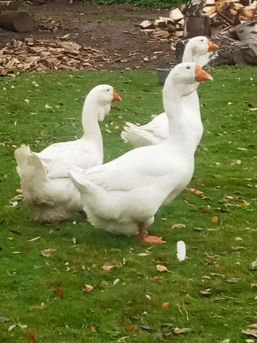 Продам гусей породи Холмогор
