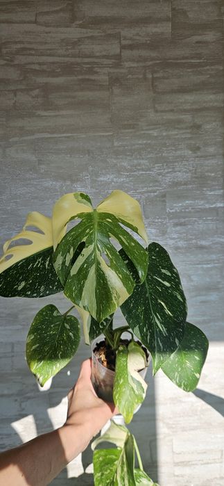 Монстера Тайське Сузір'я