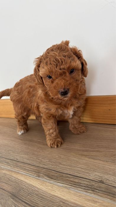 Caniche/Poodle Ruiva