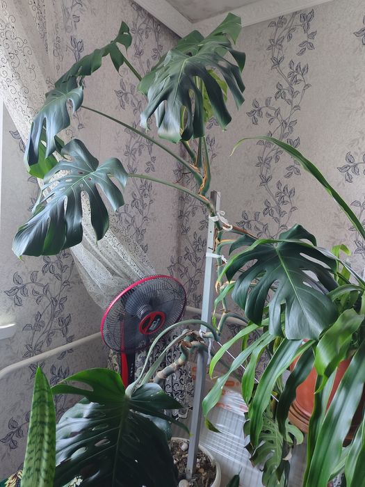 Продам монстеру високу