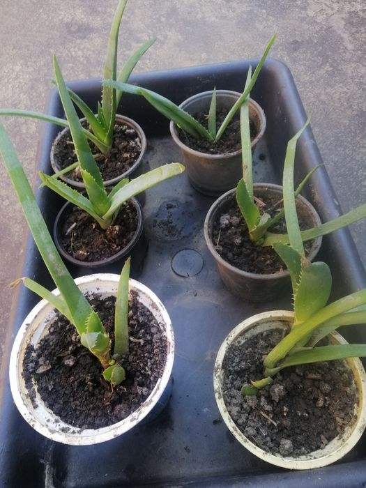 Продам алое вера