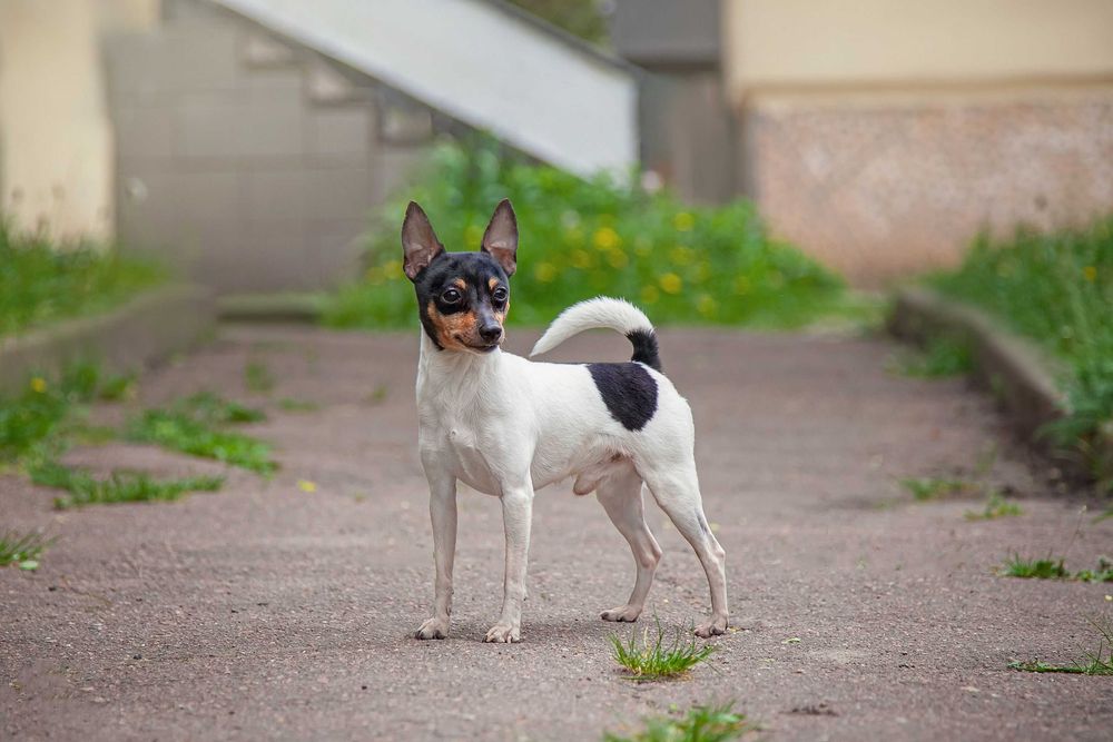 Цуценята американського той фокс тер'єра КСУ-FCI